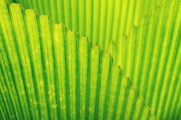 Fondo natural con hojas de palmera verde brillante. El sol brilla a través del follaje . — Foto de Stock