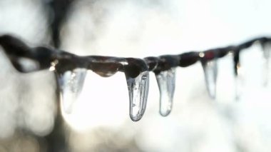 Ağaç dalları donmuş su. Buz sarkıtları kış yağmur sonra.