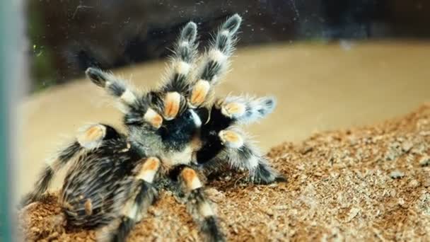 Close-up of a tarantula spider. Dangerous insect in a special aquarium. — Stock Video