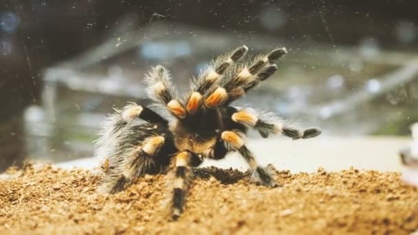 Крупним планом тарантула павук. Небезпечна комаха в спеціальному тераріумі . — стокове відео