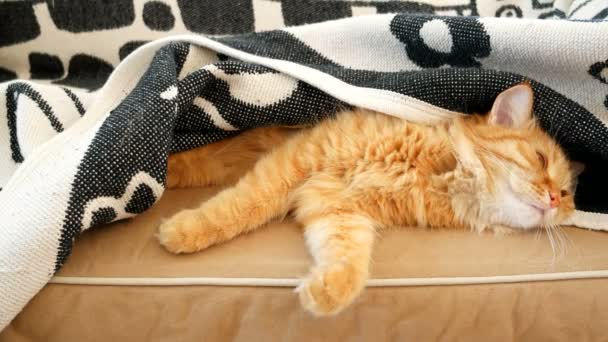 Lindo gato jengibre se duerme en el sofá debajo de una manta. Una mascota esponjosa se acomodó cómodamente para tomar una siesta. Clip de vídeo Timelapse . — Vídeos de Stock