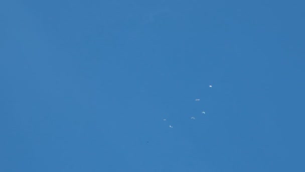 Manada de palomas decorativas blancas volando en cielo azul claro. Paloma blanca - símbolo de paz . — Vídeo de stock