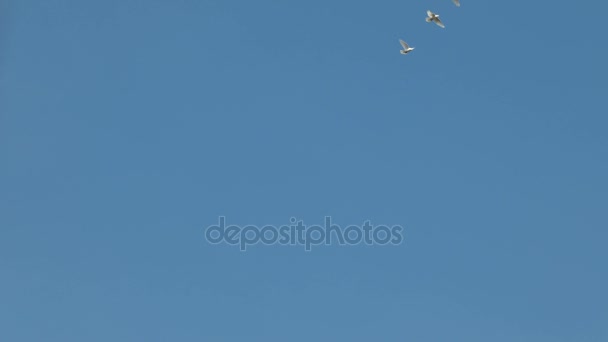 Flock van witte decoratieve duiven vliegen in de heldere blauwe hemel. Witte duif - symbool van de vrede. — Stockvideo