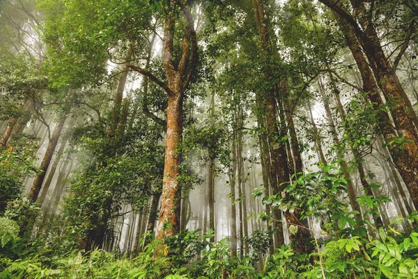 Hutan Evergreen setelah hujan. Latar belakang berkabut alami. Bali, Indonesia . — Stok Foto