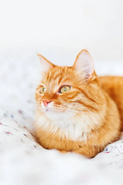 Roztomilá kočičí ležet v posteli. Nadýchané pet vypadá podivně. Útulný domov pozadí. — Stock fotografie