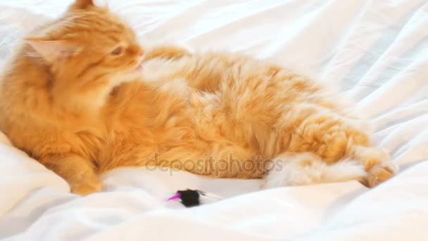 Gato de gengibre bonito jaz na cama e lambendo. Animal de estimação fofo tendo um descanso com o mouse de brinquedo. Fundo acolhedor bonito, hora de dormir da manhã em casa . — Vídeo de Stock