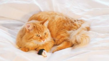 Yatakta yatarken şirin zencefil kedi. Kabarık evde beslenen hayvan oyuncak fare ile oynarken. Rahat ev arka plan.