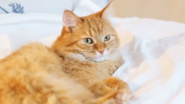 Yatakta yatarken şirin zencefil kedi. Kabarık pet merakla görünüyor. Rahat ev arka plan.