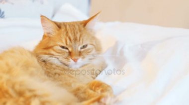 Yatakta yatarken şirin zencefil kedi. Kabarık pet merakla görünüyor. Rahat ev arka plan.