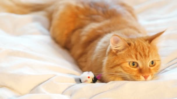 Yatakta yatarken şirin zencefil kedi. Kabarık evde beslenen hayvan oyuncak fare ile oynarken. Rahat ev arka plan. — Stok video