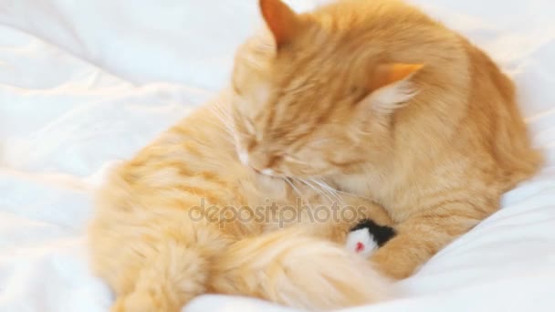Милый рыжий кот лежит в постели и облизывает. Пушистый питомец отдыхает с игрушечной мышкой. Симпатичный уютный фон, утро перед сном дома . — стоковое видео