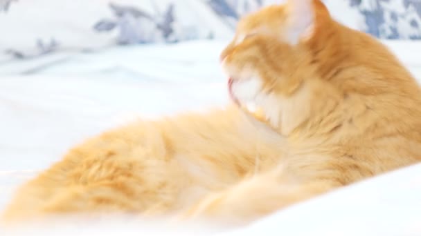 Cute ginger cat lies in bed and licking. Fluffy pet taking a rest with toy mouse. Cute cozy background, morning bedtime at home. — Stock Video