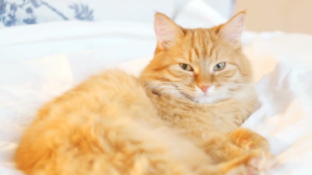 Cute ginger cat lying in bed. Fluffy pet looks curiously. Cozy home background. — Stock Video
