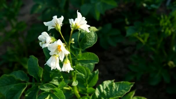 Bush de papa floreciente a la luz del sol. Fondo de jardín natural . — Vídeo de stock