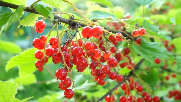 Strauch von roten Johannisbeeren mit reifen Beeren im Sonnenlicht. natürlicher Garten Hintergrund. — Stockvideo