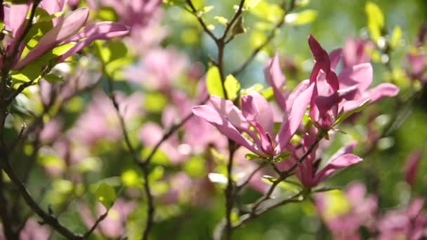 Magnolia susan Magnoliaceae, M.stellata, M.liliflora. Naturliga våren bakgrund med blommande blommor. — Stockvideo