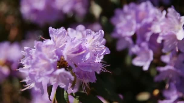 Rhododendron. Bright flowers on green natural background. Sunny summer morning in garden. — Stock Video