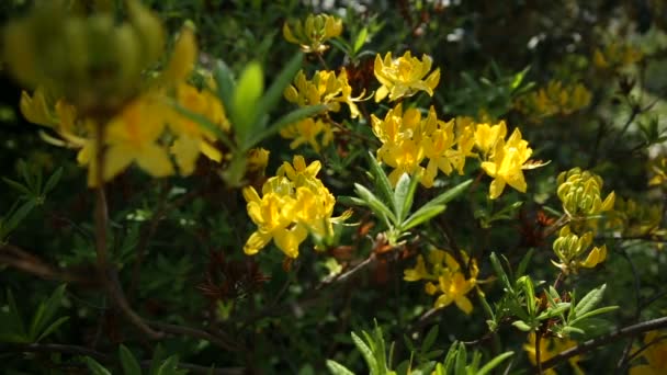 Rhododendron luteum Hangafélék. Fényes virágok, a zöld természetes háttér. Napsütéses nyári reggel a kertben. — Stock videók