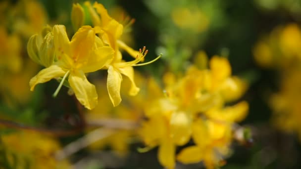 シャクナゲ黄体ツツジ科。緑の自然の背景に鮮やかな花。庭の日当たりの良い夏の朝. — ストック動画