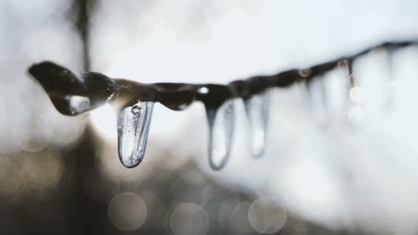 Bevroren water op boomtakken. Ijspegels na winter regen. — Stockvideo