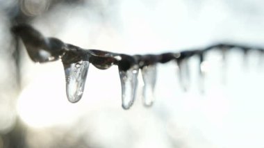 Ağaç dalları donmuş su. Buz sarkıtları kış yağmur sonra.