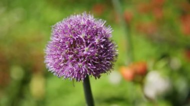Dev soğan Allium giganteum. Parlak yeşil doğal arka plan üzerinde çiçek. Bahçede güneşli yaz sabahı.