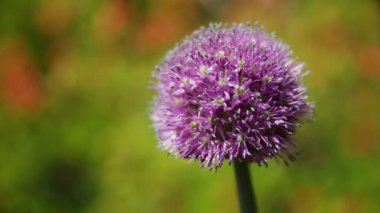 Dev soğan Allium giganteum. Parlak yeşil doğal arka plan üzerinde çiçek. Bahçede güneşli yaz sabahı.