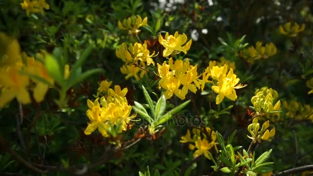 シャクナゲ黄体ツツジ科。緑の自然の背景に鮮やかな花。庭の日当たりの良い夏の朝. — ストック動画