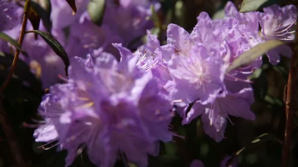 Rhododendron. Fleurs lumineuses sur fond naturel vert. Matin ensoleillé d'été dans le jardin . — Video