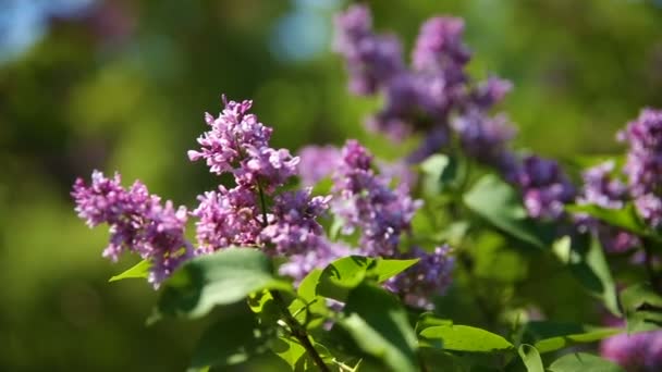 Lila bush. Přírodní pramen pozadí rozkvetlé květy. — Stock video