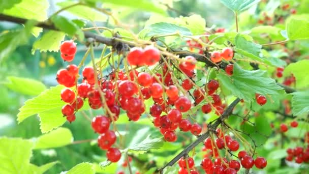 Strauch von roten Johannisbeeren mit reifen Beeren im Sonnenlicht. natürlicher Garten Hintergrund. — Stockvideo