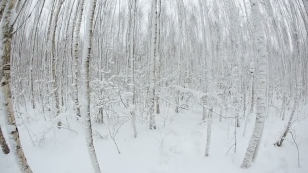 Zimní les se stromy sněhem. Rybí oko objektivu. — Stock video