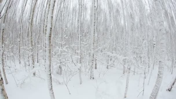 Bosque de invierno con árboles en la nieve. Lente de ojo de pez 15 2,8 . — Vídeos de Stock