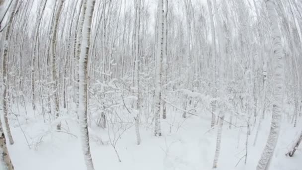 Floresta de inverno com árvores na neve. Lente Fisheye 15 2,8 . — Vídeo de Stock