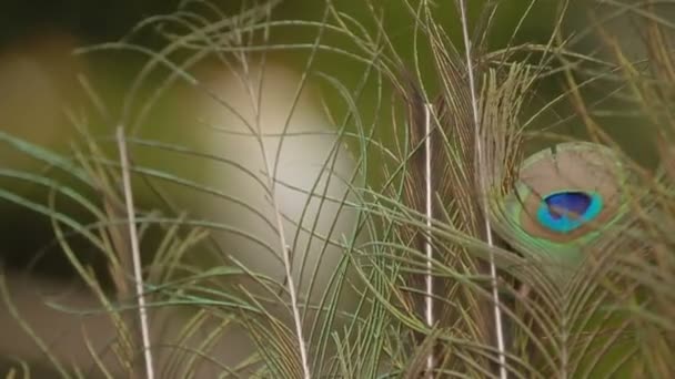 Búho real azul indio o pavo real Pavo cristatus  . — Vídeos de Stock