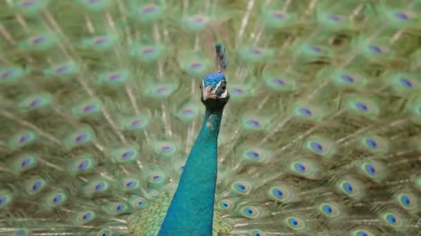 Peafowl azul indiano ou pavão Pavo cristatus  . — Vídeo de Stock