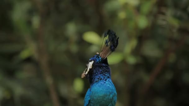 Búho real azul indio o pavo real Pavo cristatus  . — Vídeo de stock