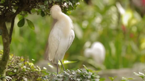 L'airone bovino Bubulcus ibis pulisce le sue piume. Specie cosmopolita di airone. Malesia . — Video Stock