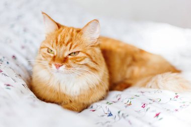 Yatakta yatarken şirin zencefil kedi. Kabarık pet merakla görünüyor. Rahat ev arka plan.