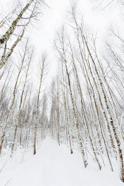 Téli erdő. Havas fa rögzített halszem objektívvel. Út a fák között. — Stock Fotó