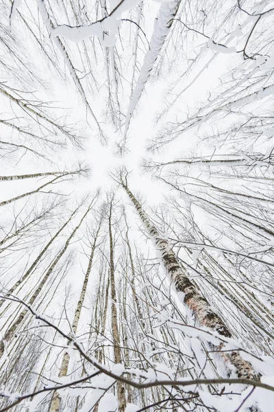 Téli erdő. Havas fa rögzített halszem objektívvel. Alulnézet. — Stock Fotó