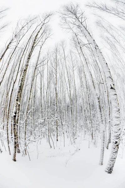 겨울 숲입니다. 눈 덮인 나무 물고기 눈 렌즈 캡처. — 스톡 사진