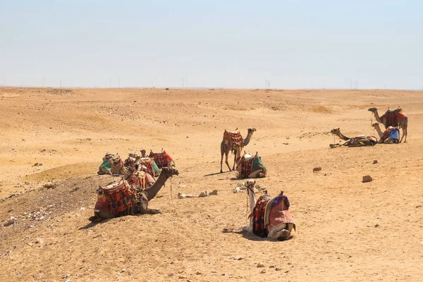 Wielbłądy na pustyni arabskiej. Giza, Egipt. — Zdjęcie stockowe