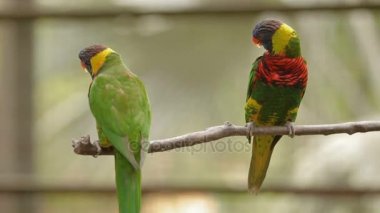 Gökkuşağı Lori, Trichoglossus moluccanus, renkli papağan türleri. Malezya.