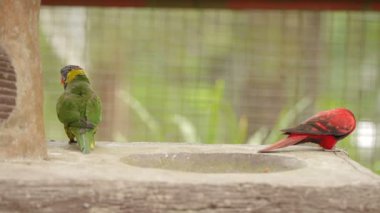 Gökkuşağı Lori, Trichoglossus moluccanus, renkli papağan türleri. Malezya.