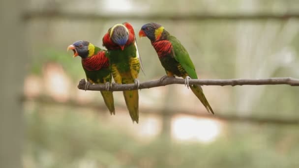The rainbow lorikeet Trichoglossus moluccanus , colorful species of parrot. Malaysia. — Stock Video