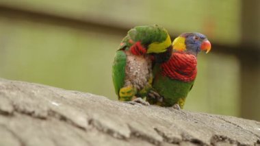 Gökkuşağı Lori, Trichoglossus moluccanus, renkli papağan türleri. Malezya.