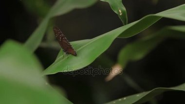 Yaprak makro böcek hayat tropikal yağmur ormanlarında kelebek. Kuala Lumpur Malezya. Doğal arka plan.