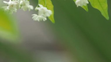 Kelebek polen çiçek, Kuala Lumpur, Malezya toplar..