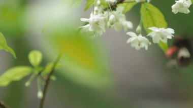 Kelebek polen çiçek, Kuala Lumpur, Malezya toplar..